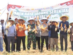 Panen Raya Jagung Serentak, Polres Tegal Dukung Ketahanan Pangan Nasional