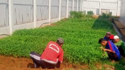 Dukung Kemandirian Pangan, Lapas Batang Panen Kangkung dan Sawi  
