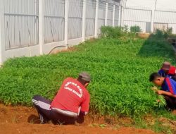 Dukung Kemandirian Pangan, Lapas Batang Panen Kangkung dan Sawi