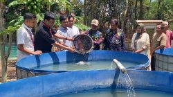 BUMDEs Usaha Bersama Desa Penusupan Bersama Alfamart Kembangkan Budidaya Ikan Lele
