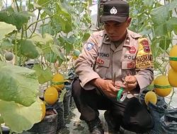 Ubah Lahan Kosong Jadi Kebun Hijau, Cara Unik Aipda Mistono Mengabdi Pada Masyarakat