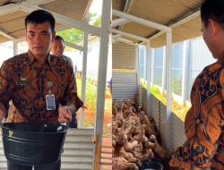 Lapas Batang Panen Perdana Telur Bebek 