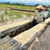 Dampak Nyata Program Irigasi Ahmad Luthfi: Petani Pekalongan Panen Lebih Baik dan Lebih Sering.