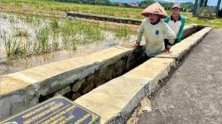 Dampak Nyata Program Irigasi Ahmad Luthfi: Petani Pekalongan Panen Lebih Baik dan Lebih Sering.