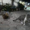 Tingkah Laku Kucing Membawa Isyarat Gaib, Ini Tanda-Tandanya!