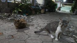 Tingkah Laku Kucing Membawa Isyarat Gaib, Ini Tanda-Tandanya!