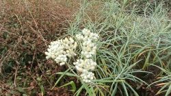 Belajar dari Kemampuannya Bertahan Bunga Edelweis 