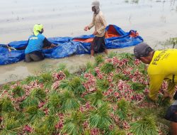 Ratusan Ha Tanaman Bawang di Brebes Terendam Banjir, Petani Terpaksa Panen Dini
