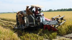 100 Hari Kerja, Bupati Pemalang Tanam 5 ton Benih Padi