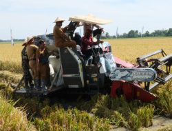 100 Hari Kerja, Bupati Pemalang Tanam 5 ton Benih Padi