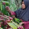 Mengenal Kopi Khas Brebes, Dari Aroma Cokelat Hingga Rempah
