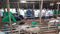 Balai Ternak “Lestari Makmur” Upaya Nyata Pengentasan Kemiskinan di Pemalang