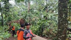 Puting Beliung, Dua Rumah Warga Tertimpa Pohon Tumbang