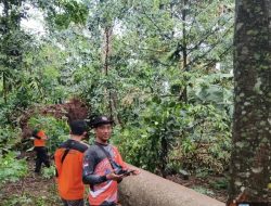 Puting Beliung, Dua Rumah Warga Tertimpa Pohon Tumbang