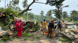 Pengendara Motor Alami Luka Akibat Pohon Tumbang