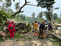 Pengendara Motor Alami Luka Akibat Pohon Tumbang