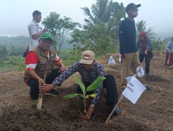 BUMDes Manggis Manis Tanam 1.000 Pohon Pisang untuk Perkuat Ketahanan Pangan Desa