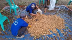 Dukung Kemandirian Pangan, Lapas Batang Panen Kacang Tanah