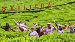 Tips Liburan Nataru ke Agrowisata Kebun Teh Kaligua