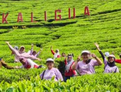 Tips Liburan Nataru ke Agrowisata Kebun Teh Kaligua