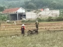 Persiapan Musim Tanam Padi, Petani Mulai Membajak Sawah