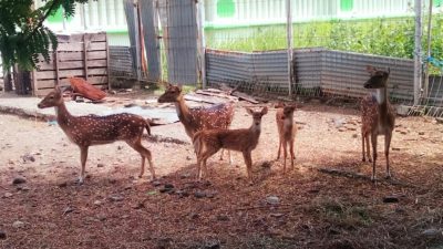 Dikeluhkan, Pengunjung Taman Satwa Tegal Masih Buang Sampah Sembarangan