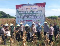 Panen Jagung Serentak, Polres Tegal Dukung Ketahanan Pangan Nasional