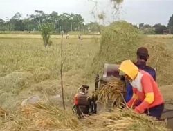 406 Hektare Sawah Terendam Rob, Produktivitas Padi Turun