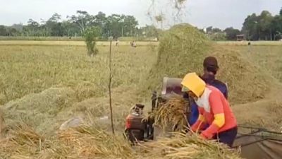 406 Hektare Sawah Terendam Rob, Produktivitas Padi Turun