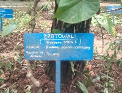 Mengenal Brotowali, Tanaman Obat Tradisional Berkhasiat Tinggi