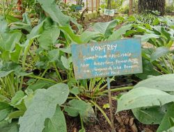 Apa Itu Daun Komfrey? Ini Manfaat dan Efek Sampingnya