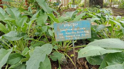 Apa Itu Daun Komfrey? Ini Manfaat dan Efek Sampingnya