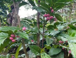 Manggis Mini, Buah Unik yang Dukung Kesehatan Sehari-hari