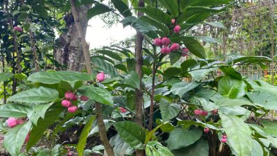 Manggis Mini, Buah Unik yang Dukung Kesehatan Sehari-hari