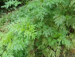 Rahasia Sehat Daun Kenikir, Sayuran Tradisional dengan Segudang Manfaat