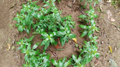 Tanaman Sambiloto, Antibiotik Alami dengan Segudang Manfaat Kesehatan