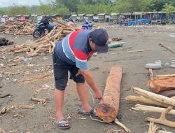 Warga Pantai Larangan Tegal Kebanjiran Rezeki, Kayu Lereng Gunung Slamet Dijual Rp150 Ribu/Pikup