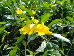 Mengenal Alamanda, Tanaman Hias Tropis Berbunga Kuning Menawan