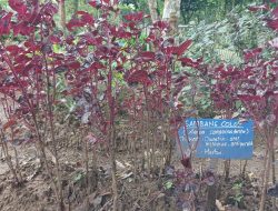 Mengenal Sambang Colok, Tanaman Herbal Pendukung Kesehatan Saluran Kemih