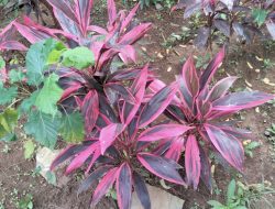 Andong Merah, Tanaman Hias yang Dimanfaatkan sebagai Jamu Tradisional