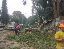 Antisipasi Cuaca Ekstrem, Puluhan Pohon di Jalur Pantura Batang Dipangkas
