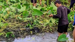 Santri Ponpes KH Zainal Asyikin Bersih-Bersih Saluran Air Cegah Banjir