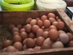 Harga Telur Ayam Ras di Bumiayu Mulai Naik Jelang Ramadan