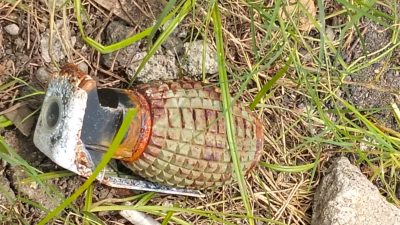 Temuan Granat Nanas Gegerkan Warga Jalan Demak Tegal