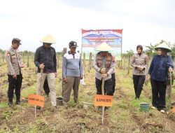 Kapolres Tegal Salurkan Bibit Jagung Maxxi Ke Kelompok Tani Desa Kabunan 