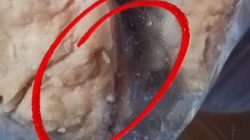 Viral, Menu MBG di Banjarharjo Ditemukan Berbelatung