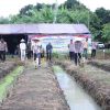 Aksi Tanam Jagung Serentak di Brebes Dukung Swasembada Pangan Nasional