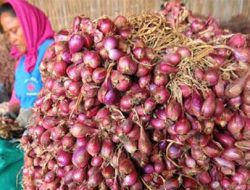 Harga Bawang Merah Brebes di Tingkat Konsumen Stabil Sepanjang 2025 hingga Awal 2026