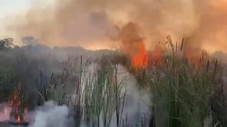 Cuaca Panas, Diimbau Tak Sembarangan Bakar Sampah Atau Ilalang