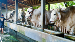 Hasilkan Sapi Premium, Berkah Setia Farm Jadi Percontohan